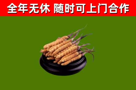 游仙回收散虫草