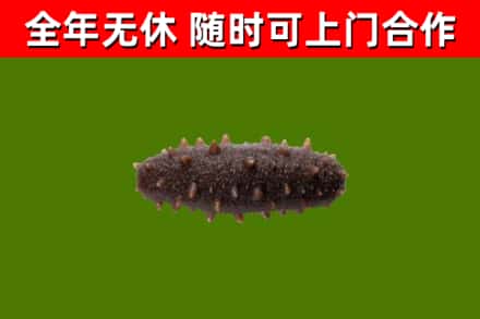 游仙回收海参干